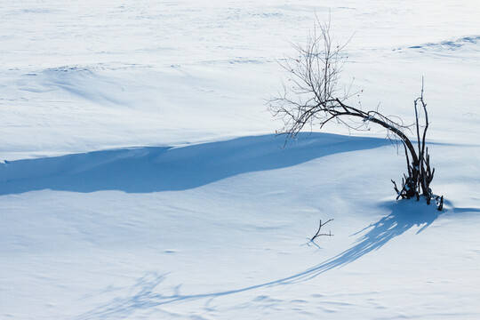 冬季草原雪原树木