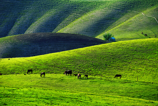 新疆伊犁牧场草原