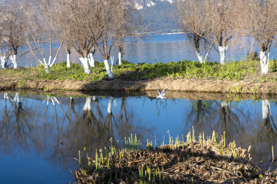 滇池湿地