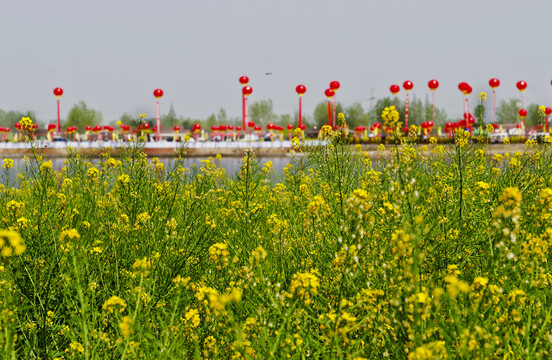 汉中湖边油菜花