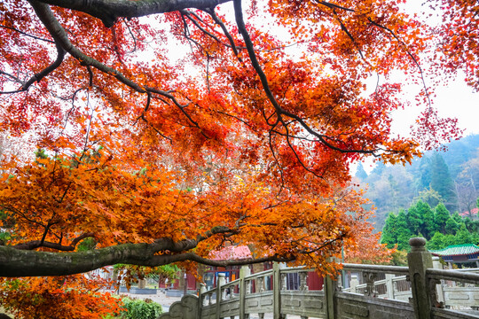 庐山花径枫叶