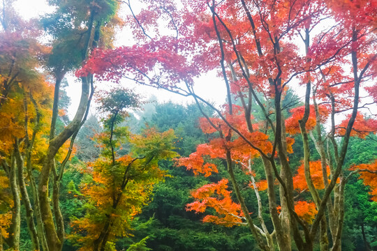 庐山植物园枫叶