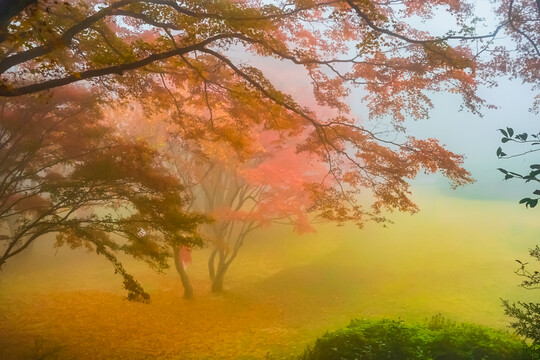 庐山植物园枫叶