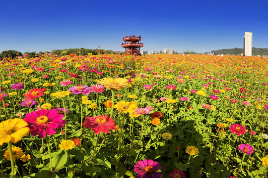 花海