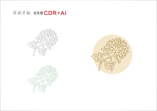 菊花手繪菊花插畫菊花線稿