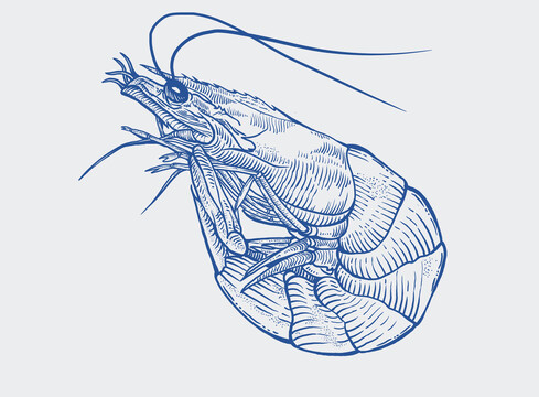 蝦插畫