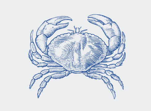 螃蟹插畫