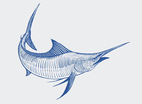 金槍魚插畫