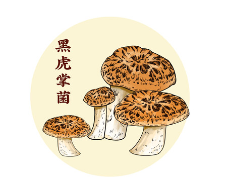 黑虎掌菌插画分层