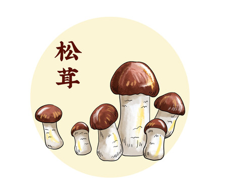 松茸插画