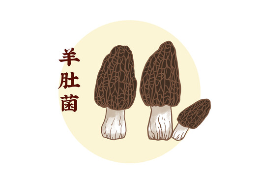 羊肚菌插畫