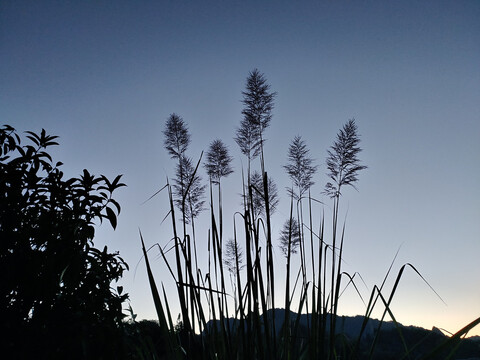 夜里的茅草花