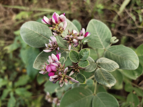 盛开的胡枝子花