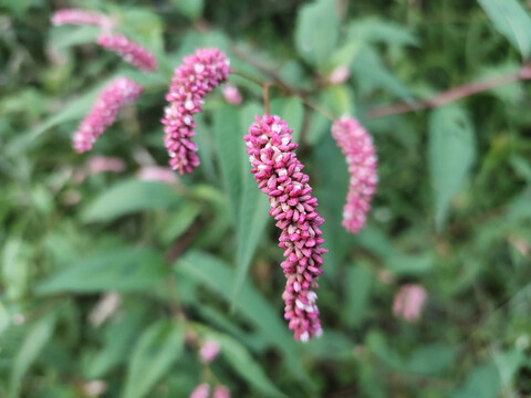 红蓼花特写