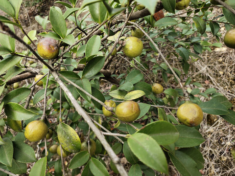 油茶果