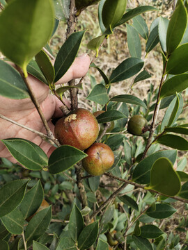 大油茶果