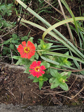 两朵百日菊