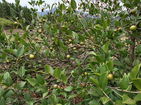 油茶果丰收