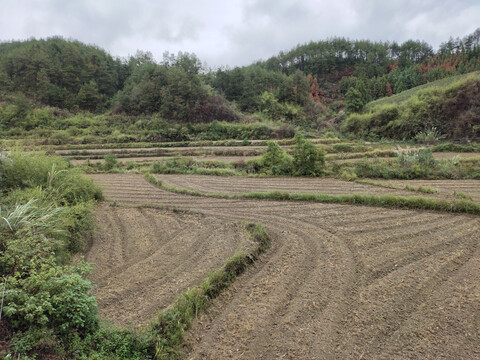 油菜地