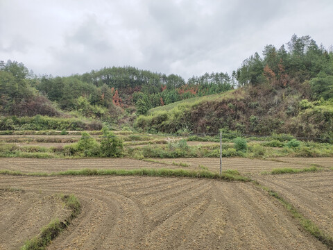 田野