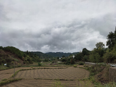 油菜地