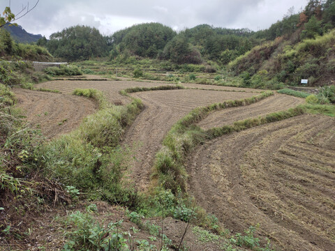 田野