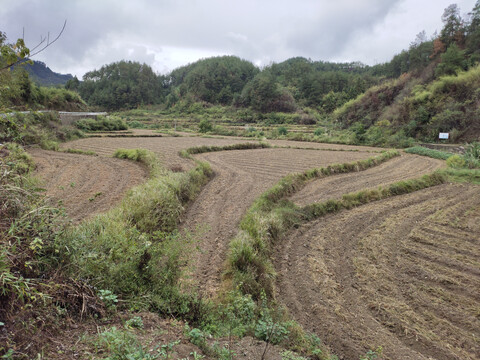 油菜地