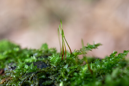 微距苔藓植物