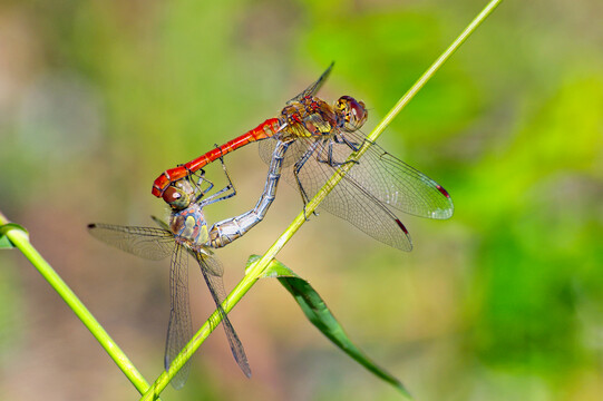 蜻蜓与交尾