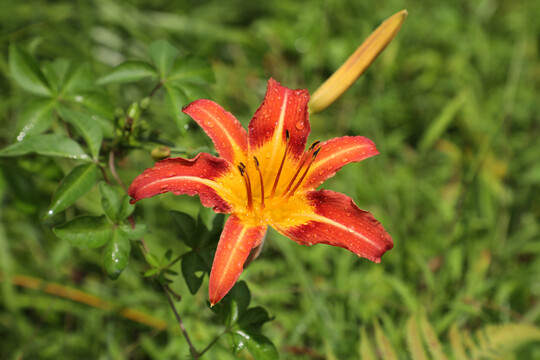 黄花菜