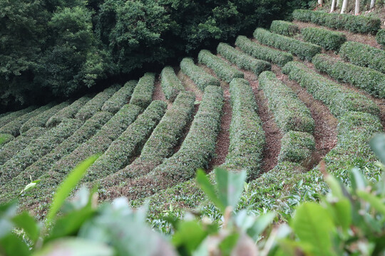 茶田