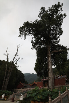 灵光寺枯树