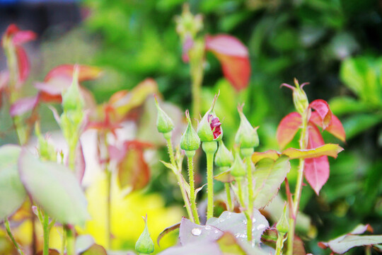 月季花蕾