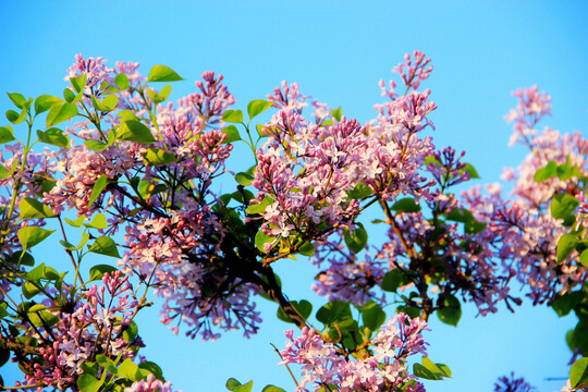 丁香花开