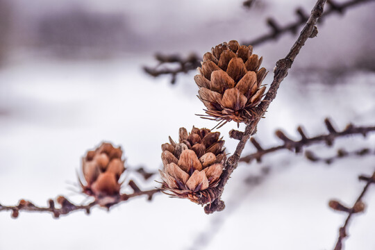 冬季雪地上的松塔