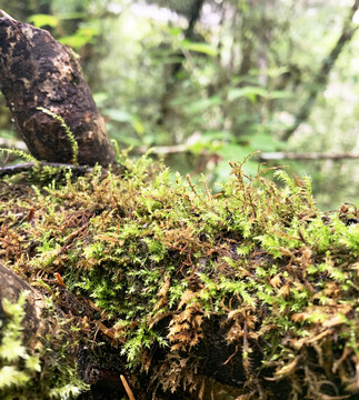 树枝蕨类植物