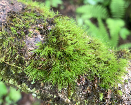 树木植物蕨类