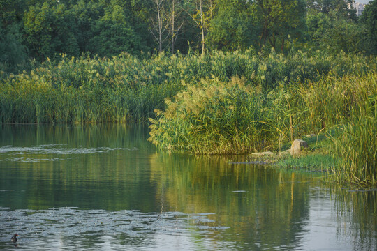 湖畔芦苇美景