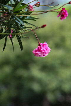 夹竹桃花