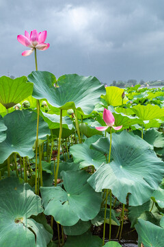 北京延庆夏都公园里盛开的荷花