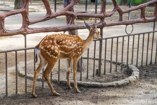 一只靠着栏杆站着的黇鹿