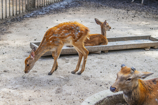 一只站着两只卧着的三只黇鹿