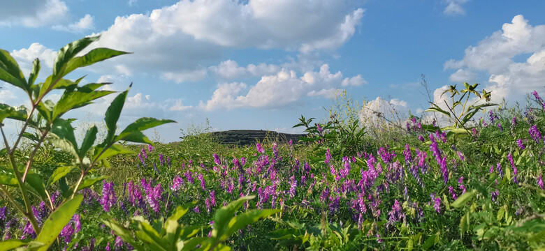 满山野花