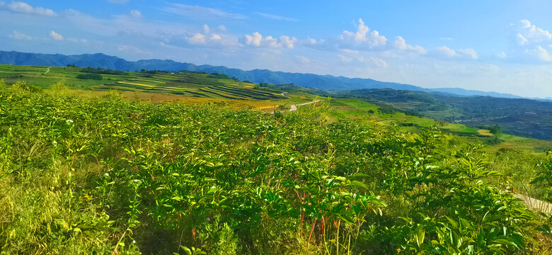 丘陵地貌