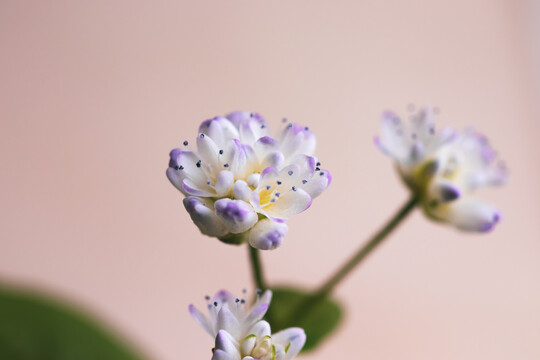 花朵微距特写