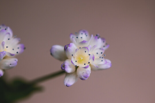 花朵微距特写