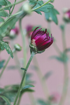 紫色菊花