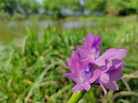 凤眼蓝开花