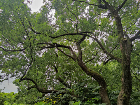 仰拍老樟树