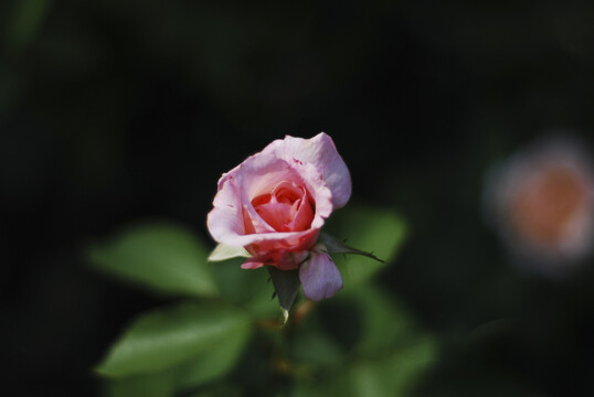花丛中的一朵粉色蔷薇花